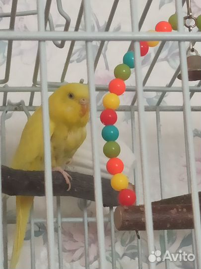 Попугаи разные