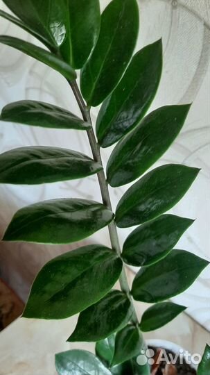 Замиокулькас