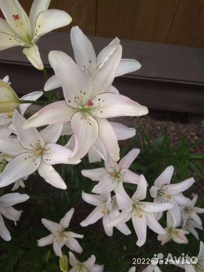 Цветы Лилии луковицы