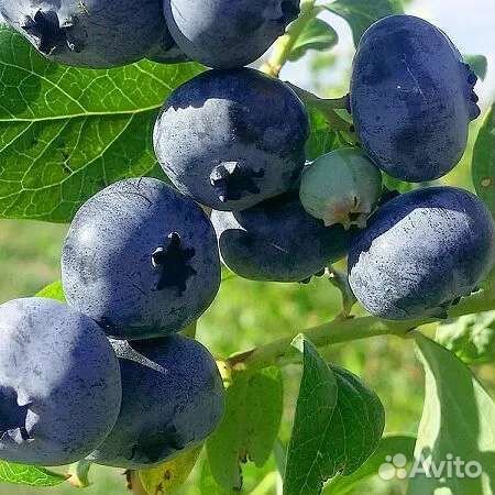 Голубика 12 сортов Дюк,ханна,патриот,спартан