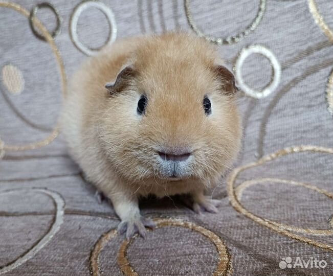 Морские свинки