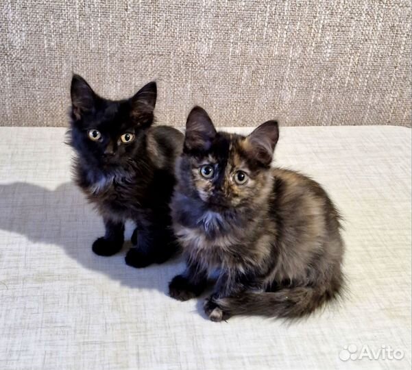 Котята сестренки