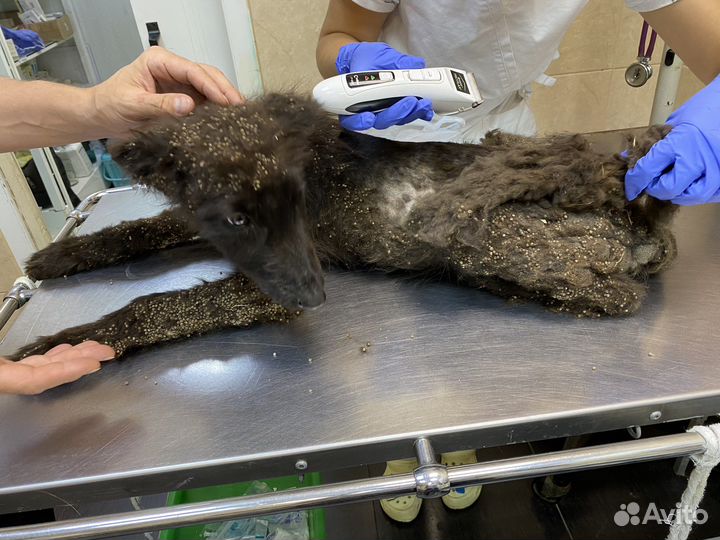 Красачик ищет дом