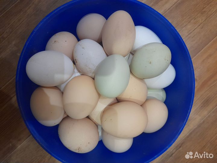 Домашние куриные яйца