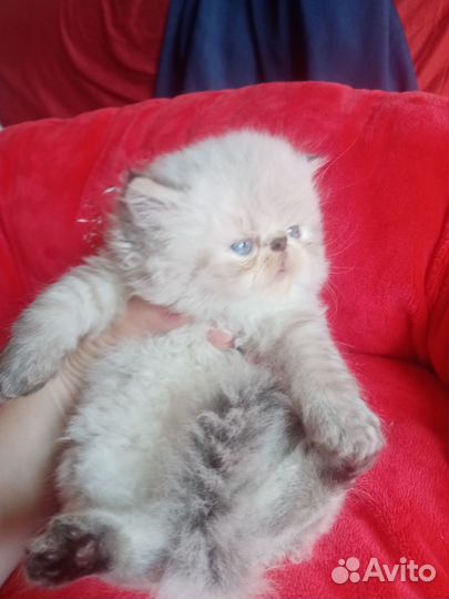 Персидские котята