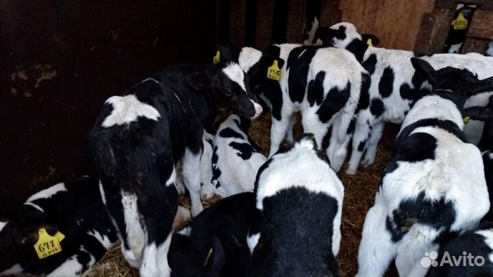 Телята телки бычки бесплатная доставка до двора