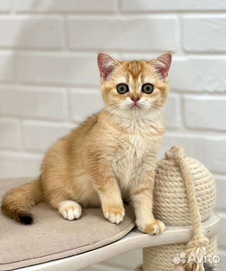 Шотландские котята