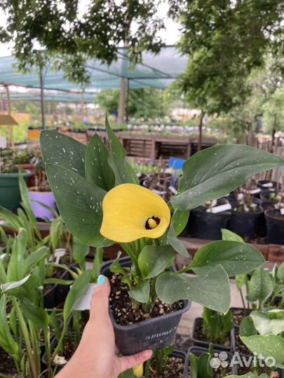 Калла в горшке цветущая