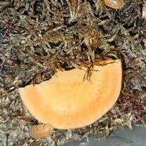 Мокрицы, слизни