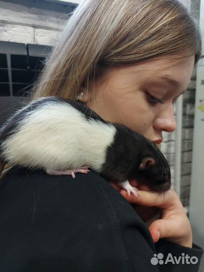 Крысы Дамбо девочки