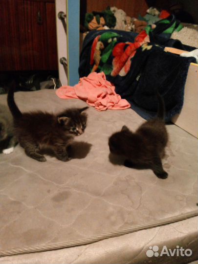 Котята