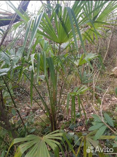 Пальма трахикарпус