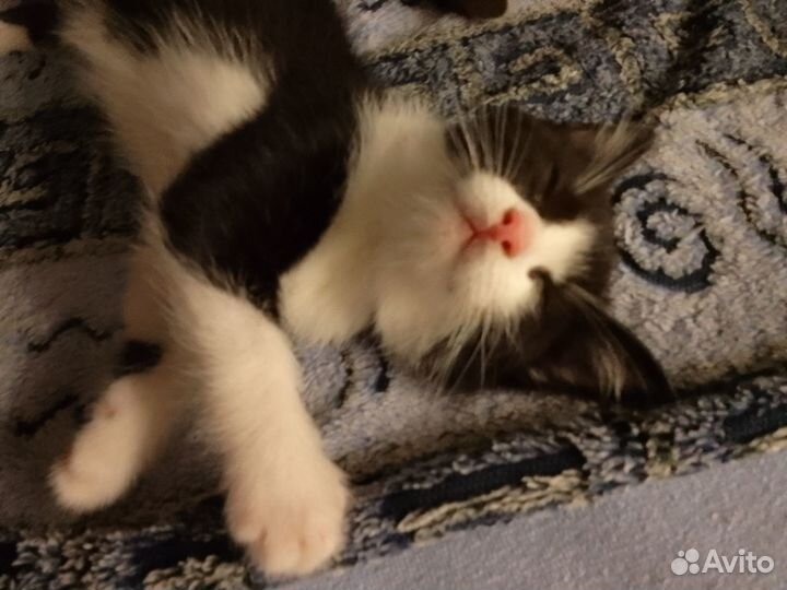 Котята ищут дом