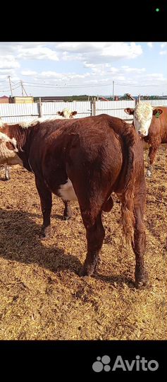 Бычки герефорд на племя