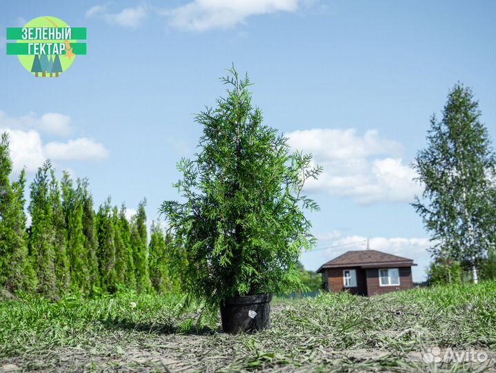 Туи оптом свежая копка 2024