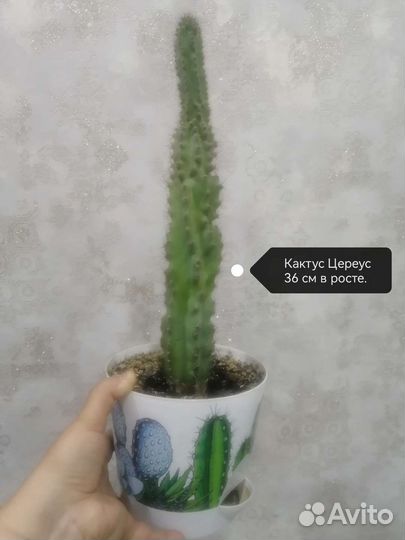 Кактусы