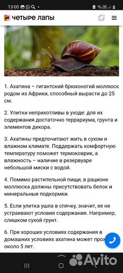 Улитки ахатины