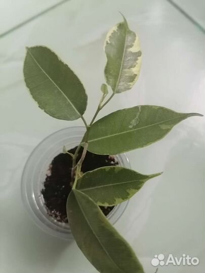 Фикус бенджамина