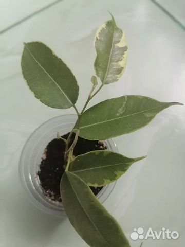 Фикус бенджамина