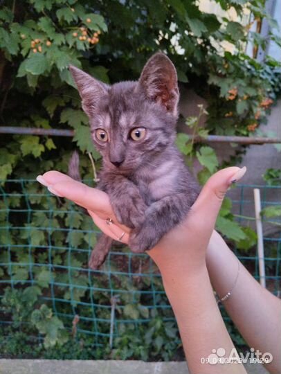 Котики бесплатно в добрые руки