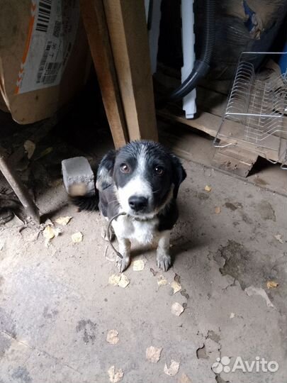 Щенок девочка