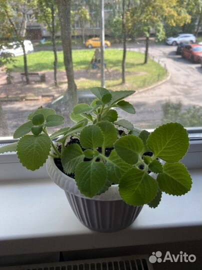 Мята домашняя