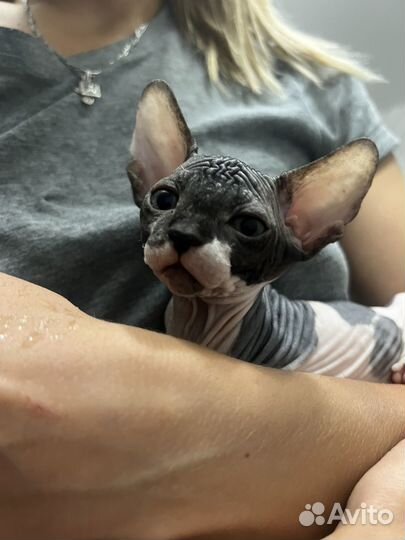 Донской сфинкс котята