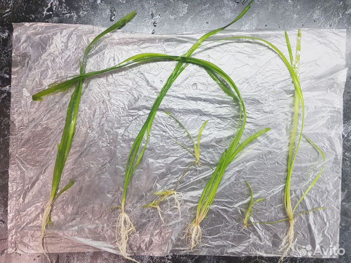 Валиснерия