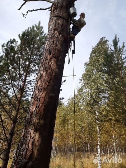 Бортевой мёд вырезан осенью 2022 года
