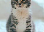 Очаровательная Арлета котенок, около 2 месяцев