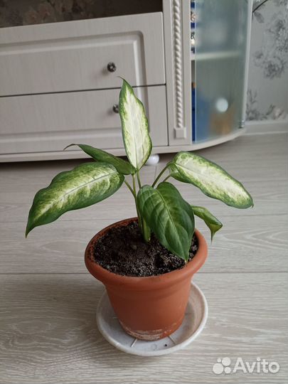 Диффенбахия