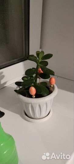 Денежное дерево толстянка крассула