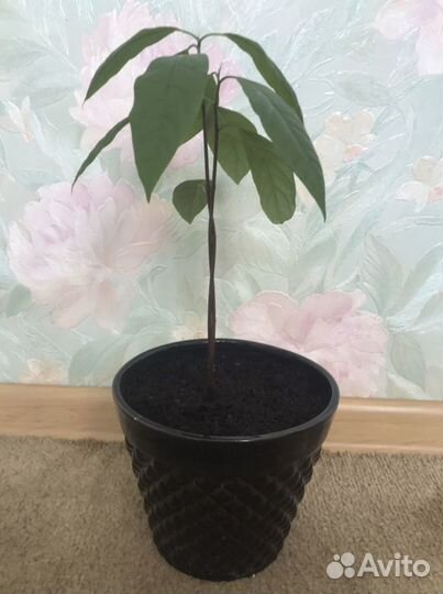 Дерево авокадо дуплекс