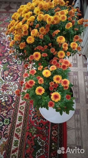 Хризантема