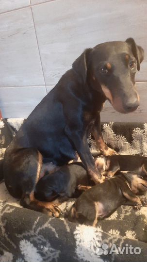 Кутята ягд терьер кобельки