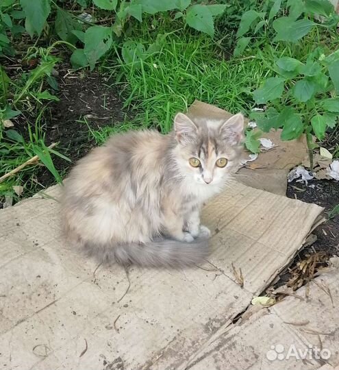 Котенок бесплатно