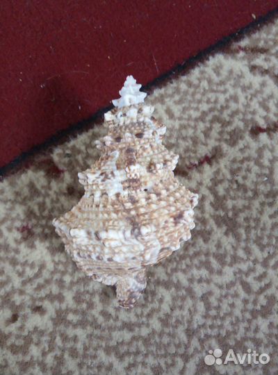 Набор Ракушек