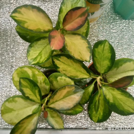 Красивые хойи