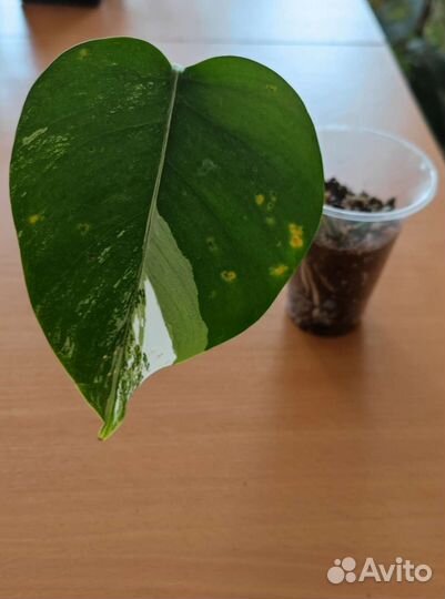 Монстеры Peru, Альба, Амидриум Spiderman