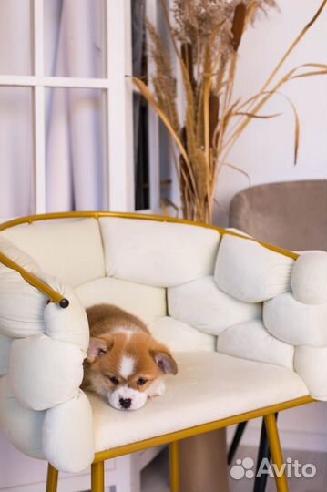 Вельш корги пемброк щенки