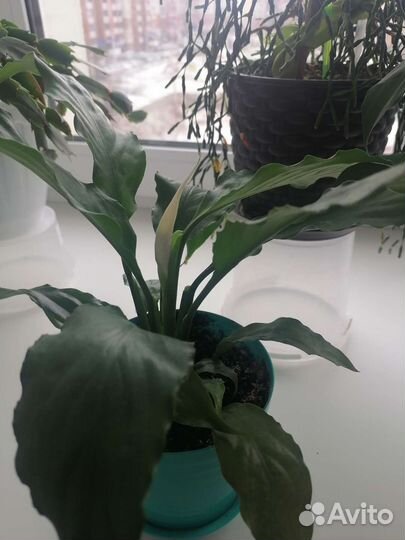 Спатифиллум (женское счастье)