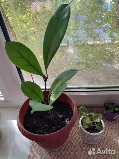 Фикус циатистипулла