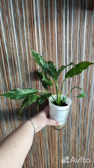 Спатифиллум даймонд