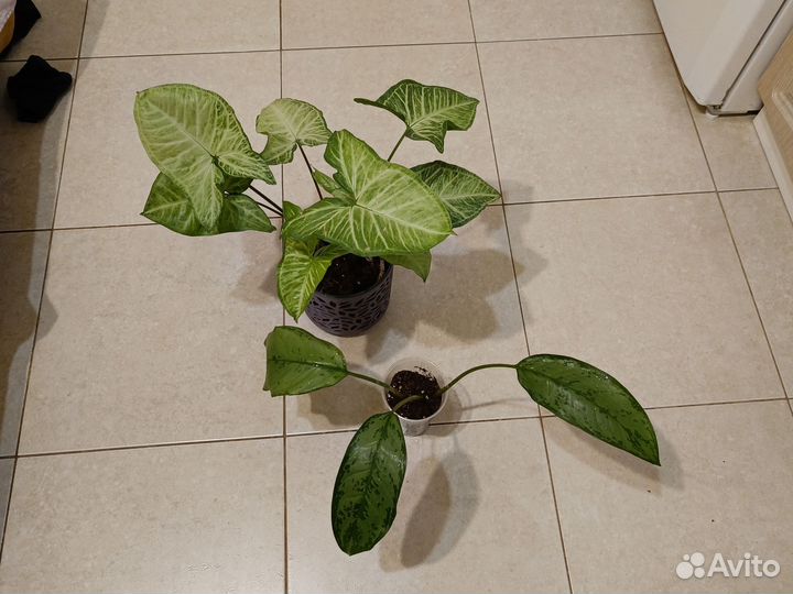 Сингониум аглаонема