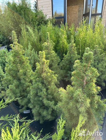 Саженцы Ель Глауконика из питомника