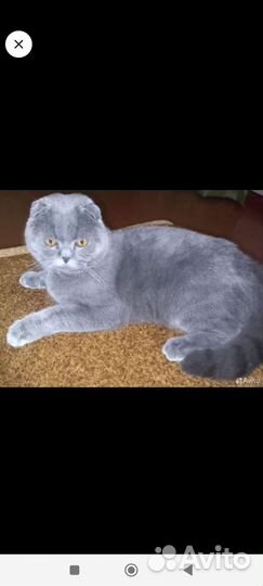 Продам Шотландский кот