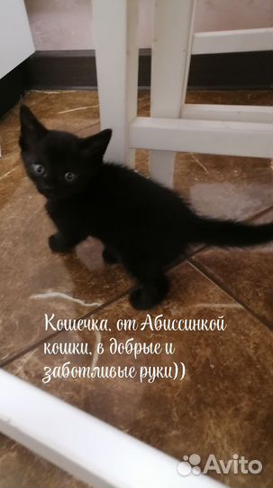 Черный котенок в добрые руки