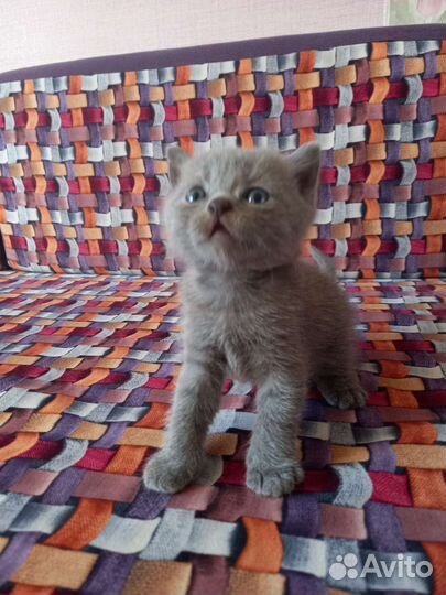Котята в добрые руки британец