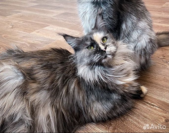 Мейн-кун кошка