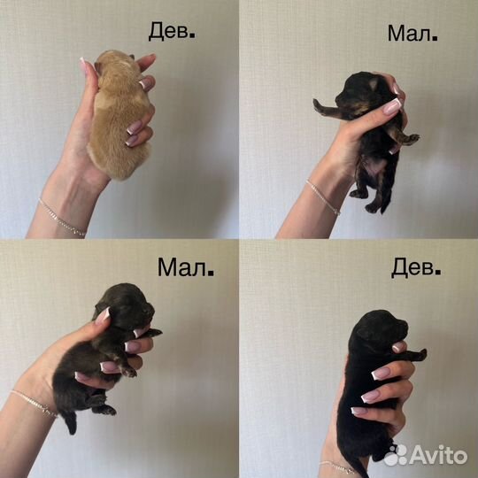 Щенки немецкого шпица